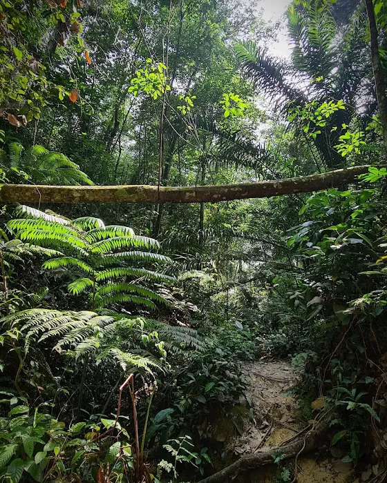 Bukit Gasing Via Hillpark Trailhead Picture 3