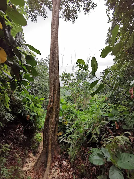 Gasing Hill Top Picture 3