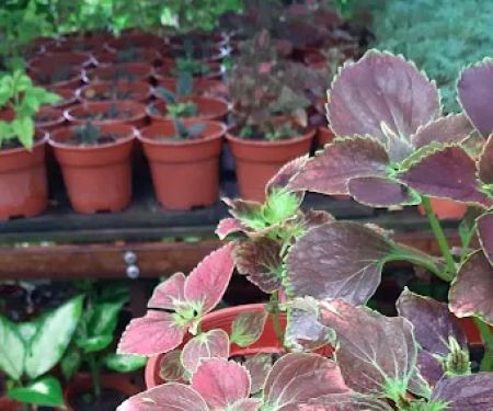 Tapak Semaian Pokok(CEMPAKA NURSERIES)