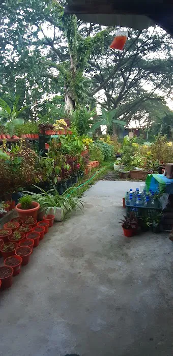 Tapak Semaian Pokok(CEMPAKA NURSERIES) Picture 2