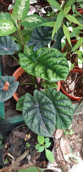 Tapak Semaian Pokok(CEMPAKA NURSERIES) Picture 5
