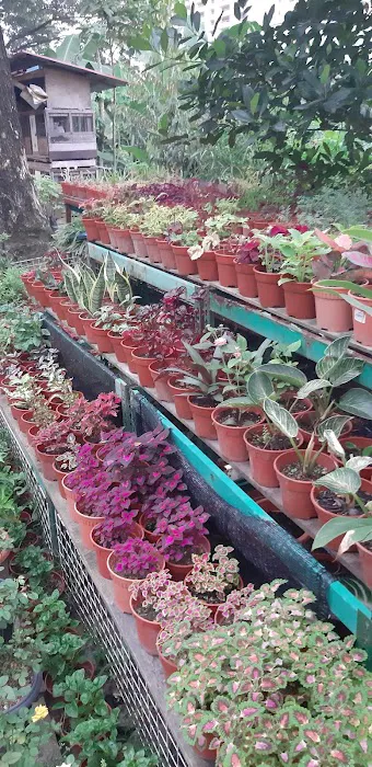 Tapak Semaian Pokok(CEMPAKA NURSERIES) Picture 4