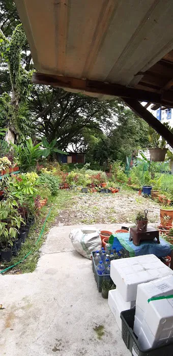 Tapak Semaian Pokok(CEMPAKA NURSERIES) Picture 10