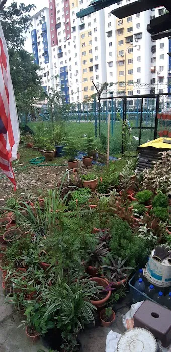 Tapak Semaian Pokok(CEMPAKA NURSERIES) Picture 9