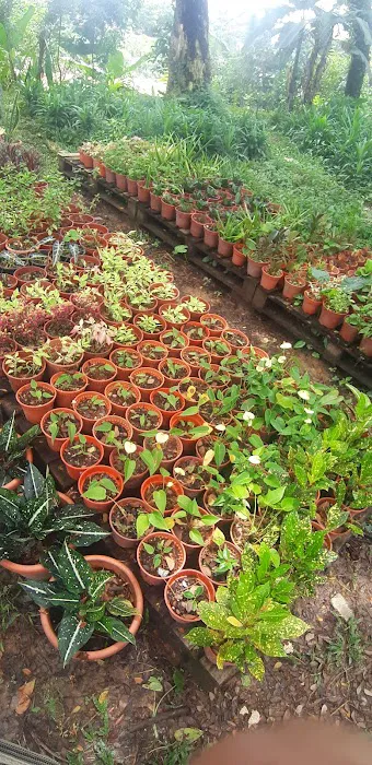 Tapak Semaian Pokok(CEMPAKA NURSERIES) Picture 7