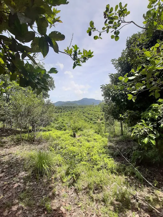 Kawasan hutan dalam Reka Picture 1