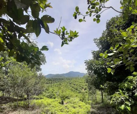Kawasan hutan dalam Reka