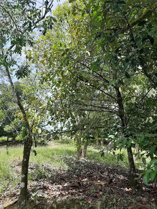 Kawasan hutan dalam Reka Picture 2