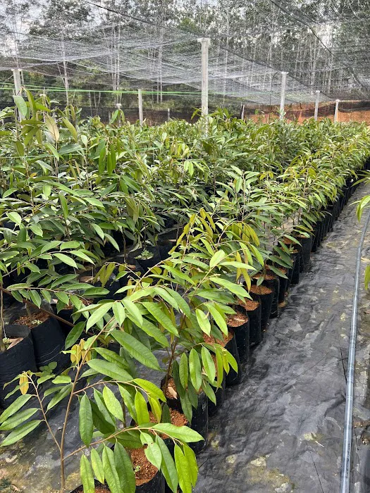 Sepakat Tani Agro Farm Samalian Hill Picture 3