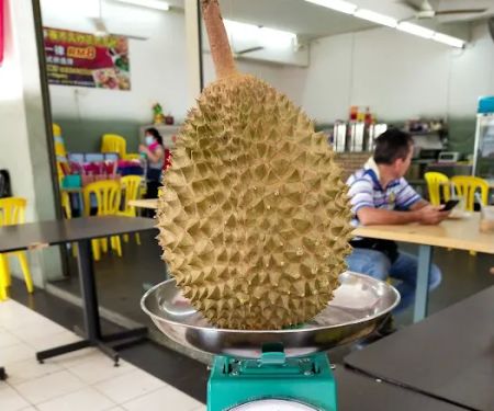 Kenny durian 猫王山