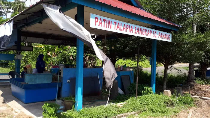 Patin Talapia Sangkar Sg. Pahang Picture 1