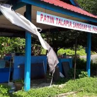 Patin Talapia Sangkar Sg. Pahang ico