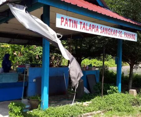 Patin Talapia Sangkar Sg. Pahang