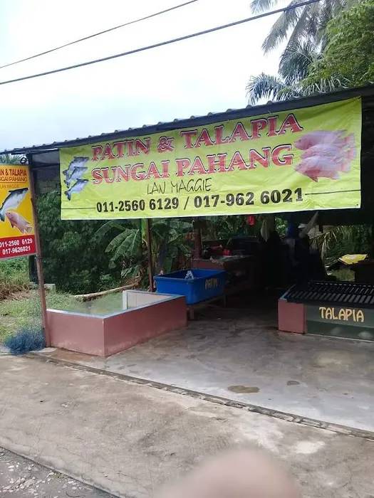 Patin Talapia Sangkar Sg. Pahang Picture 3