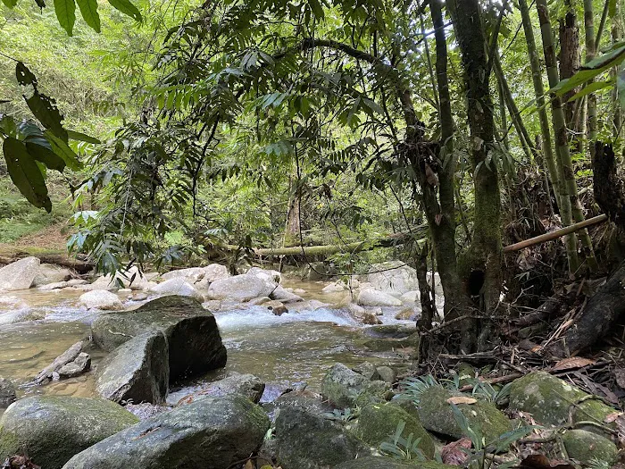 Lata Medang Picture 10