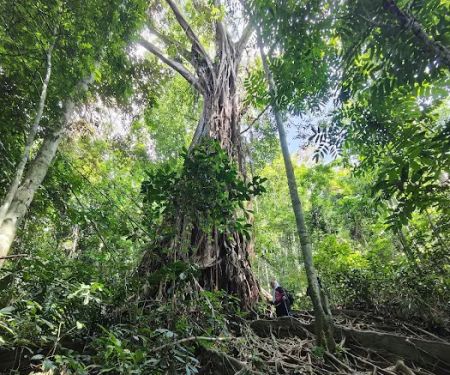 Bukit Kutu & Gunung Rajah Trailhead