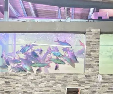 AKUARIUM IKAN KELAH