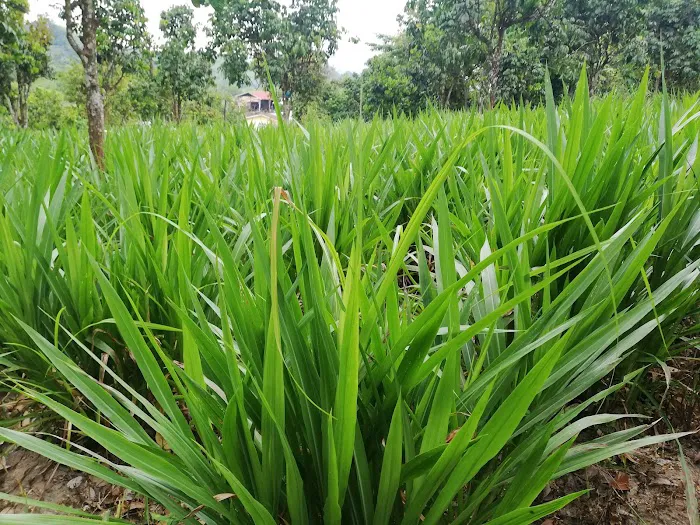 Taman Amal Alia Picture 7