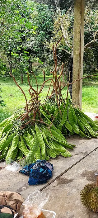 Kebun HA dressar bukit abu Picture 1