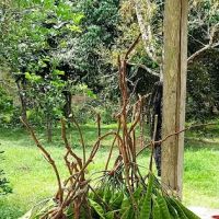 Kebun HA dressar bukit abu ico