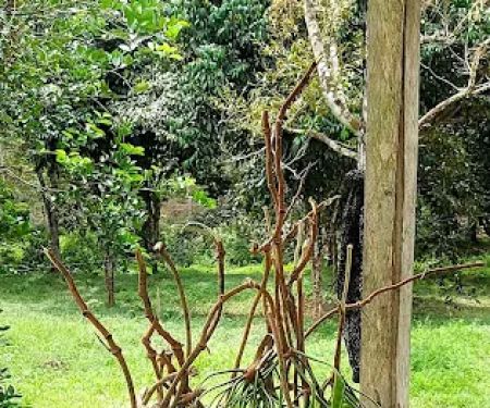 Kebun HA dressar bukit abu