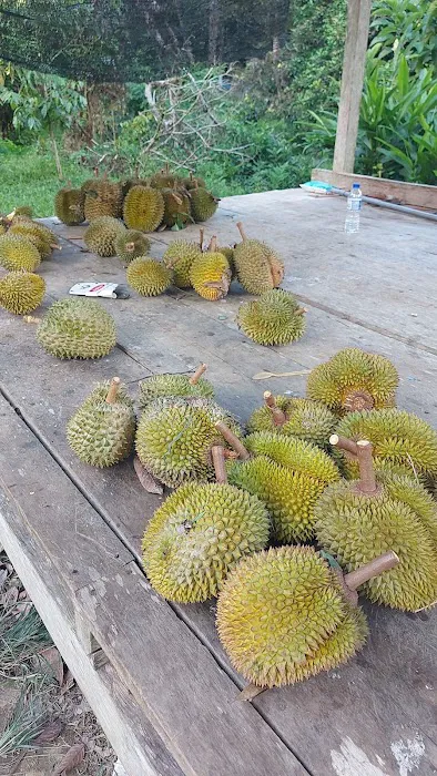 Kebun HA dressar bukit abu Picture 6