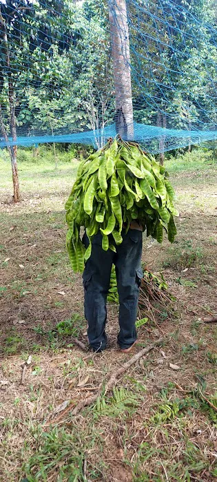 Kebun HA dressar bukit abu Picture 9