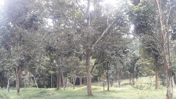 Kebun HA dressar bukit abu Picture 8