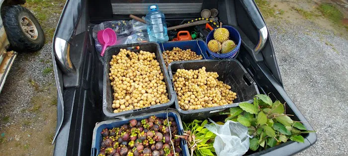 Kebun HA dressar bukit abu Picture 7