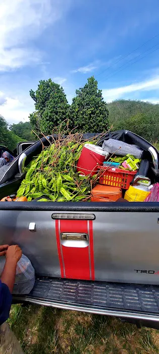 Kebun HA dressar bukit abu Picture 10