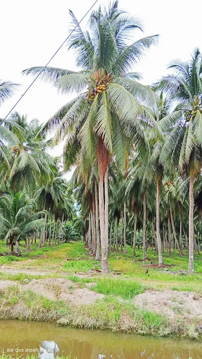 Desa Kasih Tanjong Jawa Picture 1