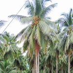 Desa Kasih Tanjong Jawa
