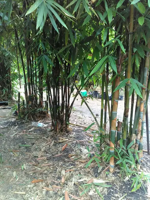 Laman Tani Buluh Lemang Picture 1