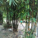 Laman Tani Buluh Lemang
