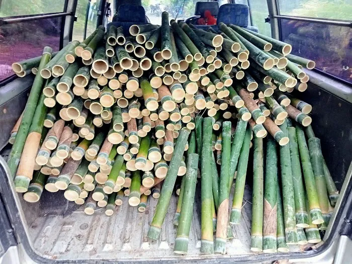 Laman Tani Buluh Lemang Picture 6