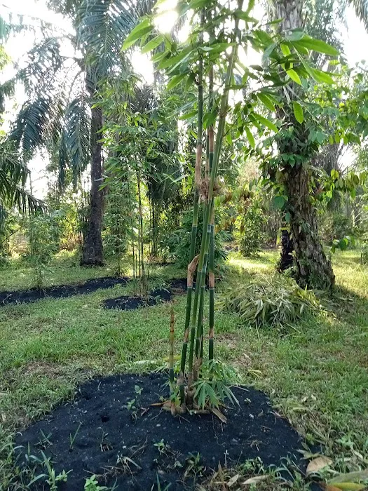 Laman Tani Buluh Lemang Picture 5