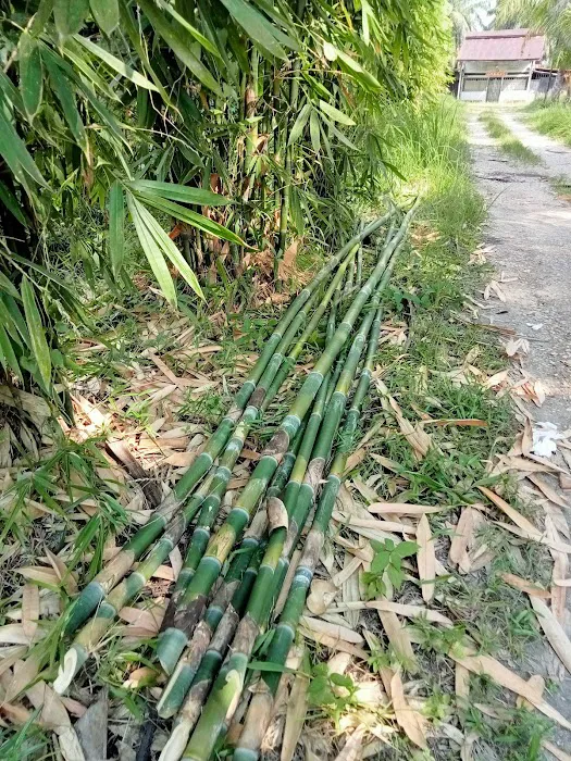 Laman Tani Buluh Lemang Picture 7