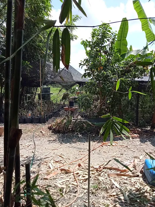 Laman Tani Buluh Lemang Picture 9