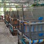 Kebun Ku