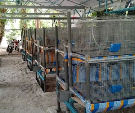 Kebun Ku