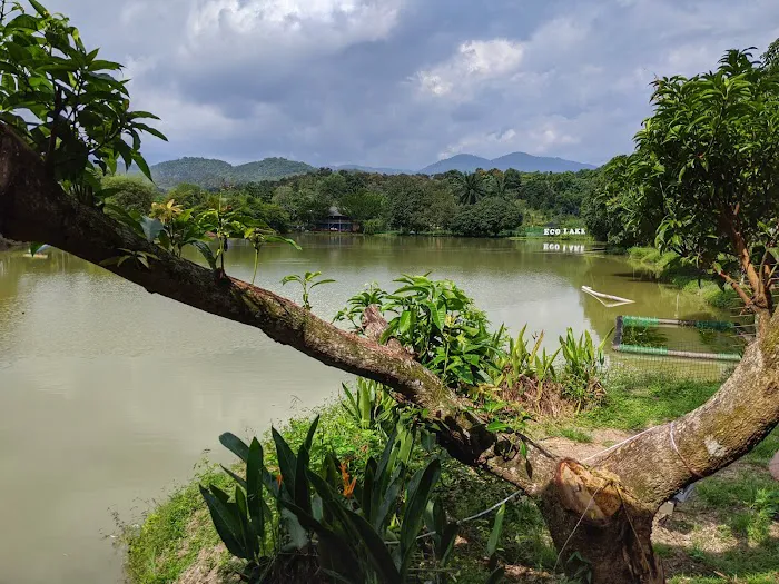 Eco Thai Restaurant Picture 5