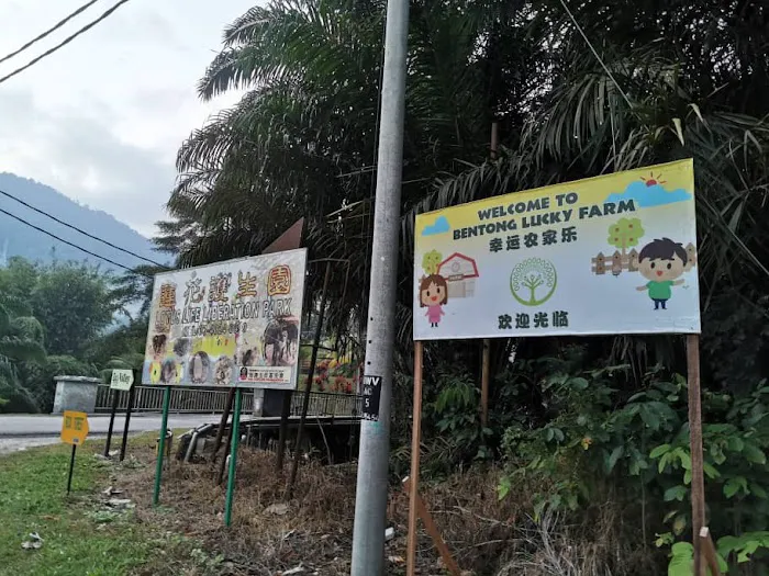 Bentong Lucky Farm Picture 3