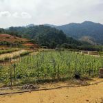 Bentong Lucky Farm