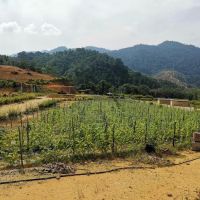 Bentong Lucky Farm ico