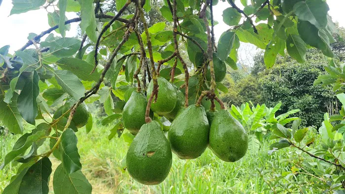 Bentong Fruits Farm Hot Spring Campsite Picture 4