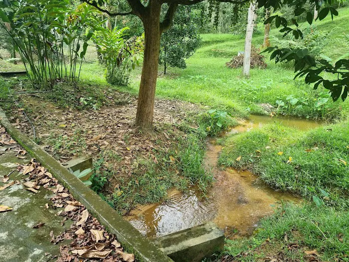 D'Imar Kebun Batang Kali Picture 11