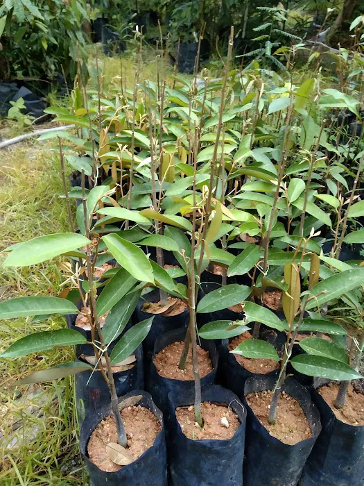 Nursery talang kuala kangsar Picture 2