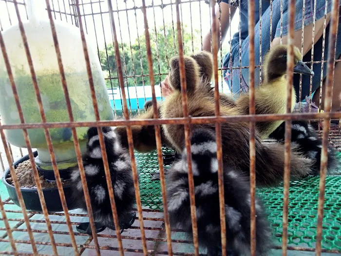 Pembekal anak pokok Picture 1