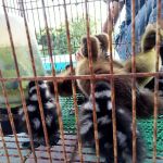 Pembekal anak pokok