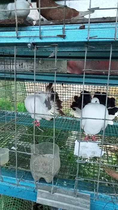 Pembekal anak pokok Picture 2